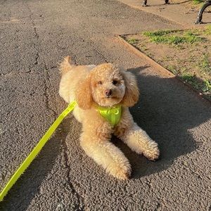 NEW Wild One leash, harness and poop bag carrier limeade walk kit size S